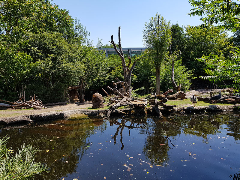 Pantanal; tapir, capibara, anteater & friends enclosure: Section 1, viewpoint 2