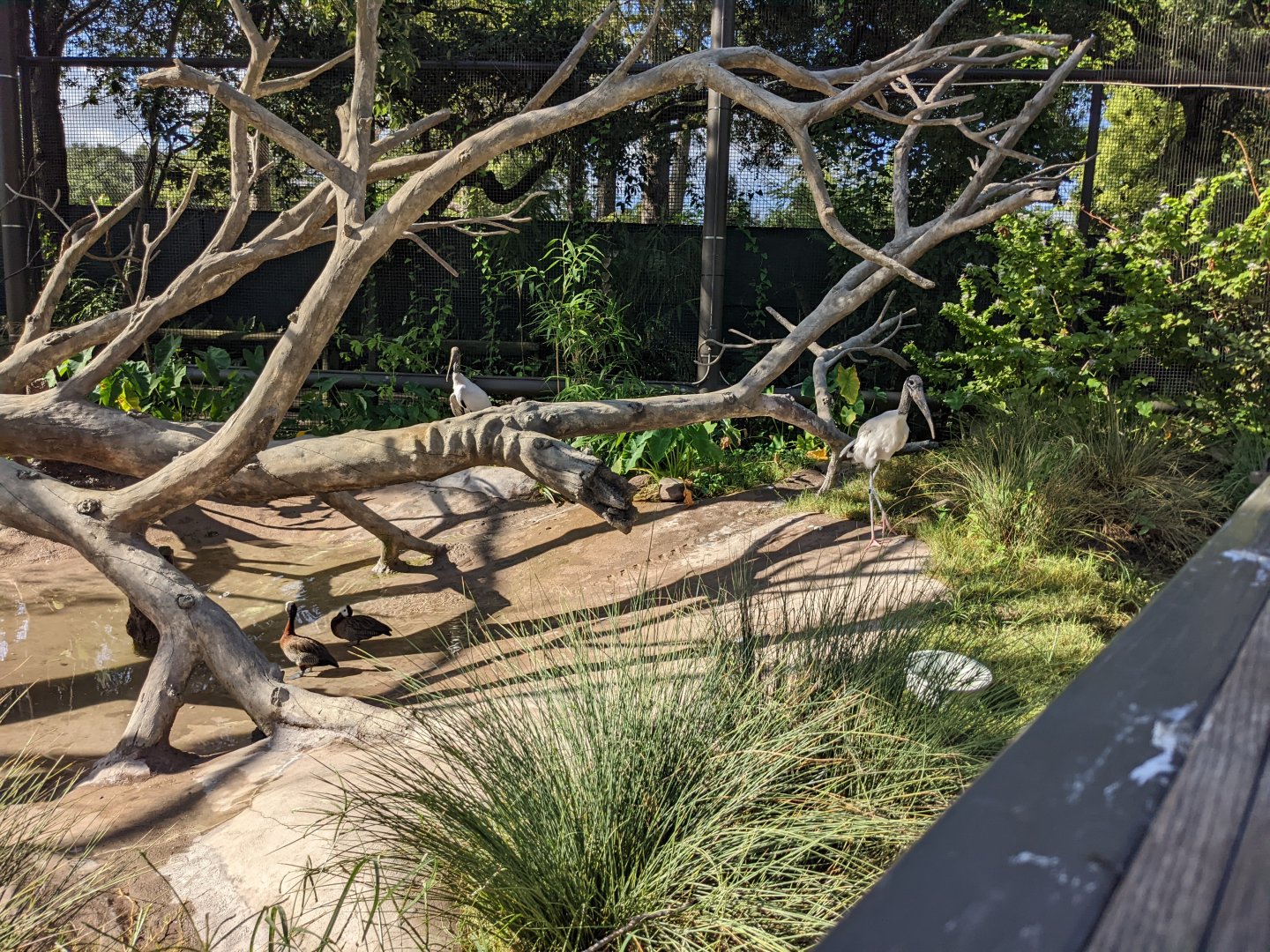 Pantanal - Walk-through aviary