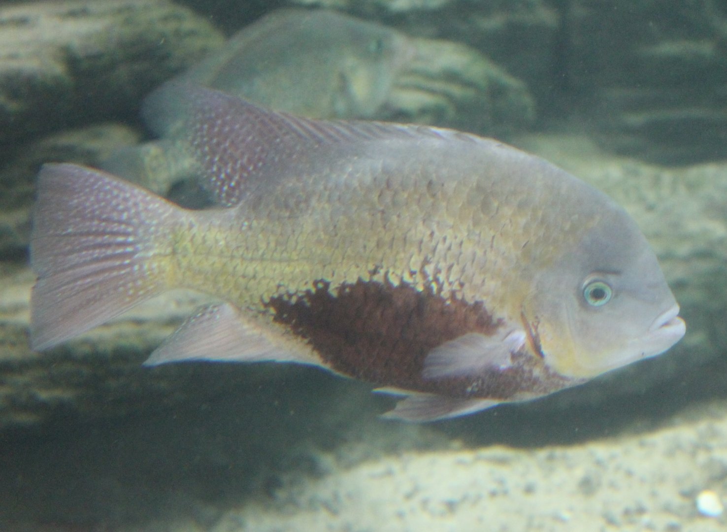Pantano cichlid - Cincelichthys pearsei