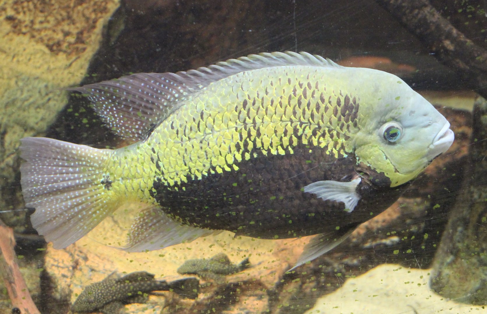 Pantano cichlid - Cincelichthys pearsei