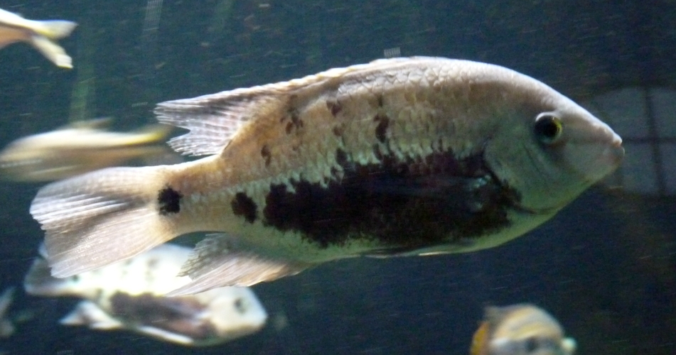 Pantano cichlid (Herichthys pearsei)