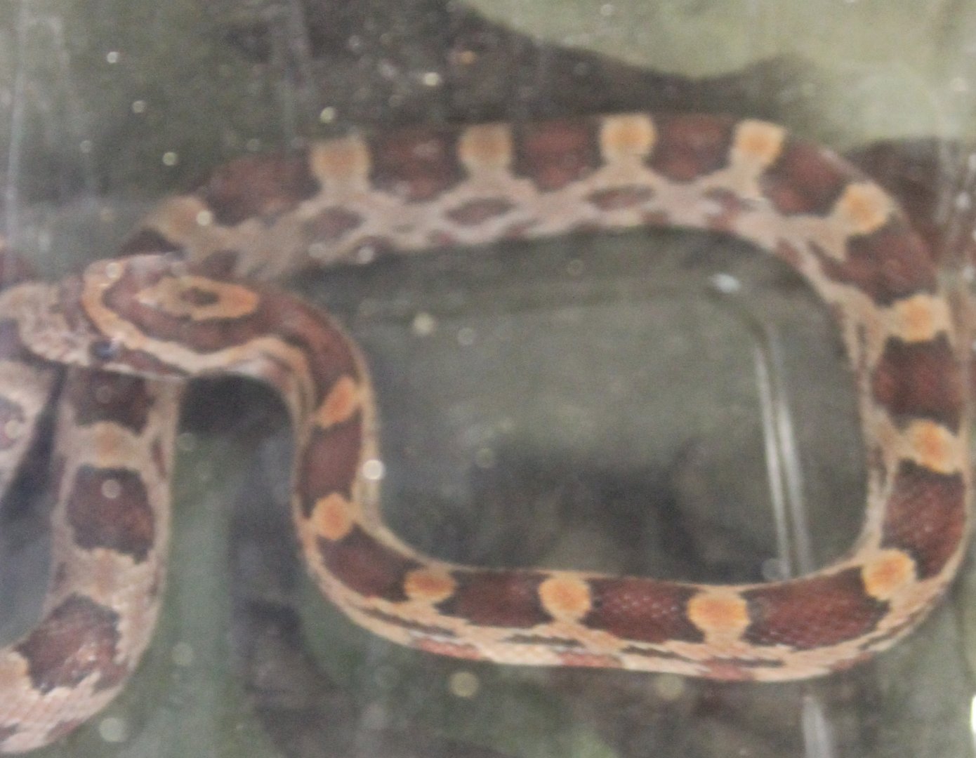 Panterophis guttatus