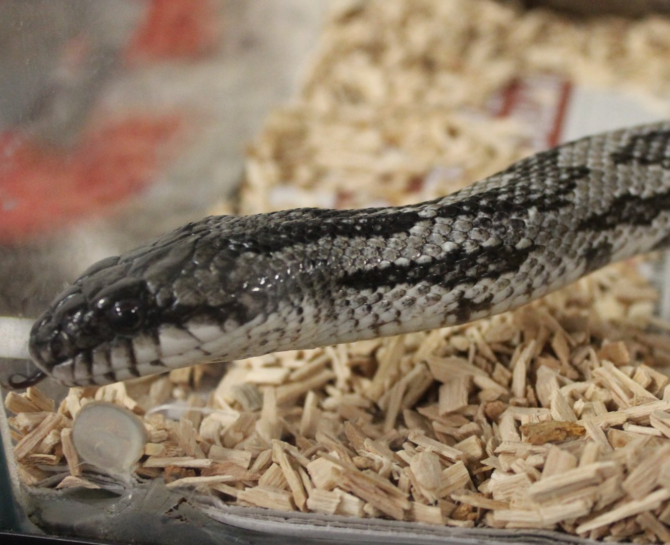 Panterophis obsoleta spiliodes