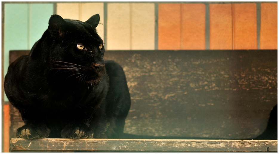 Panther at Berlin Tierpark