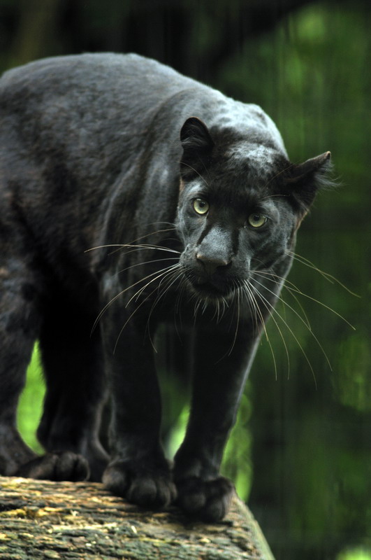 Panther at wuppertal zoo