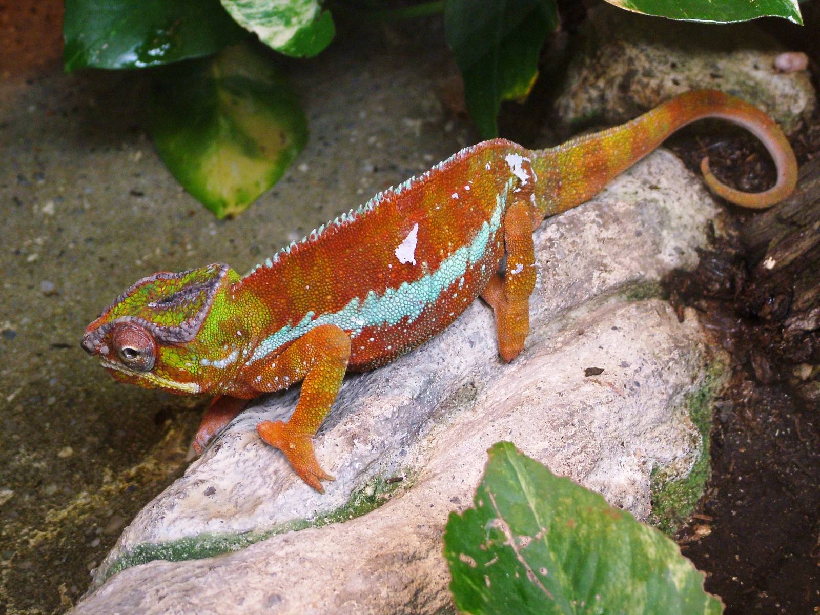 Panther Chamaeleon at Liberec, 28/08/12