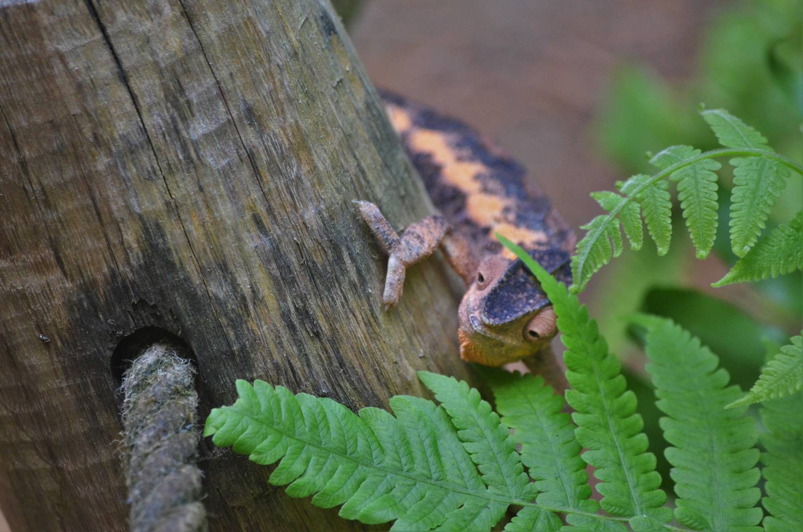 Panther Chamaeleon at Zurich Zoo, 10/09/16