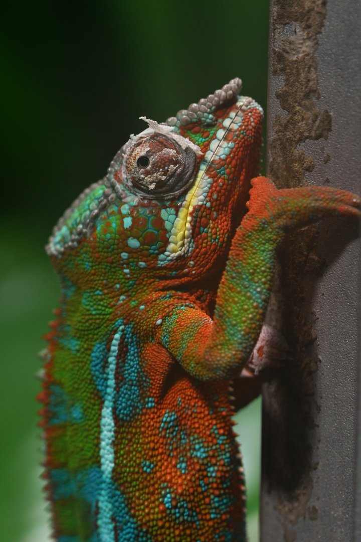 Panther chamaleon (Furcifer pardalis)
