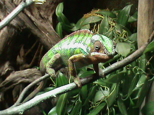 panther chameleon 041211
