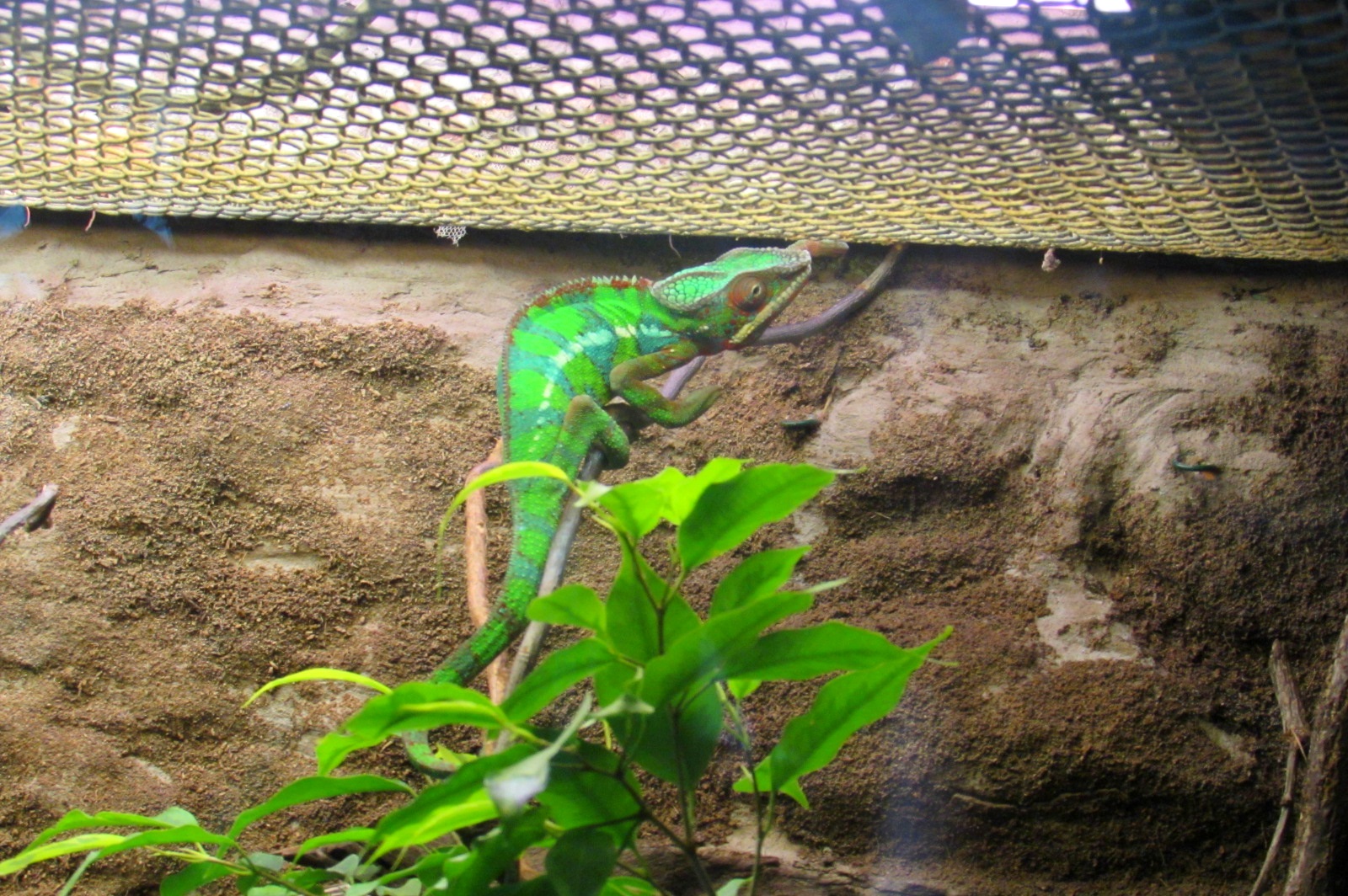Panther Chameleon - 05/2015