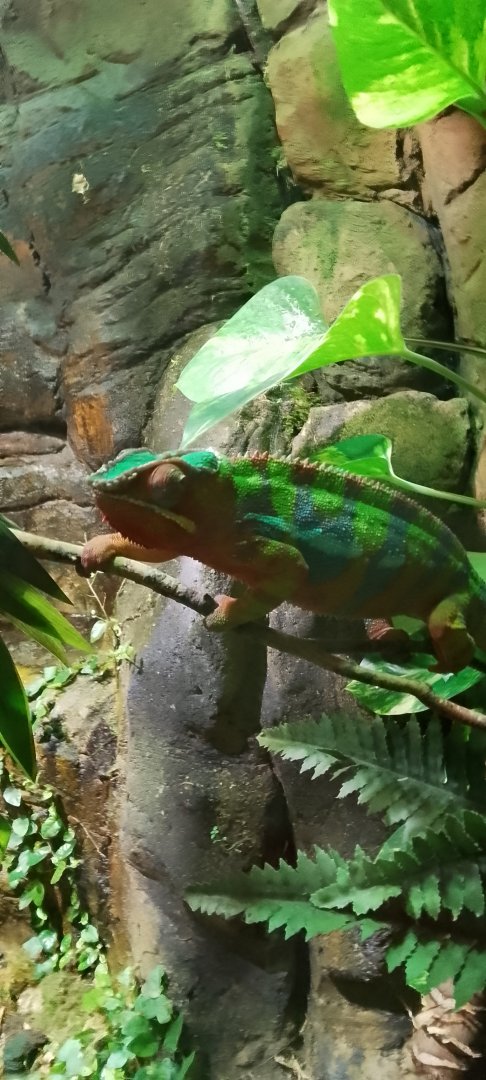 Panther Chameleon 120425