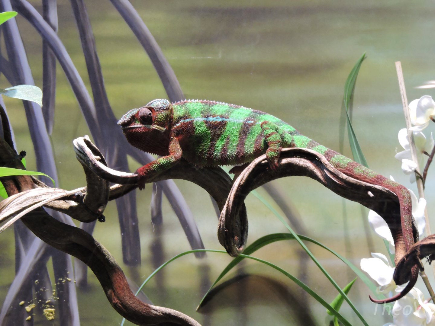 Panther chameleon [2015]