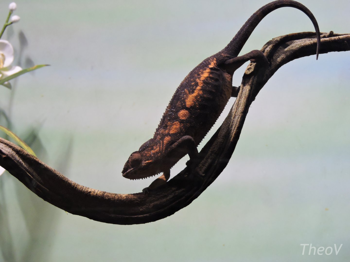 Panther chameleon [2015]