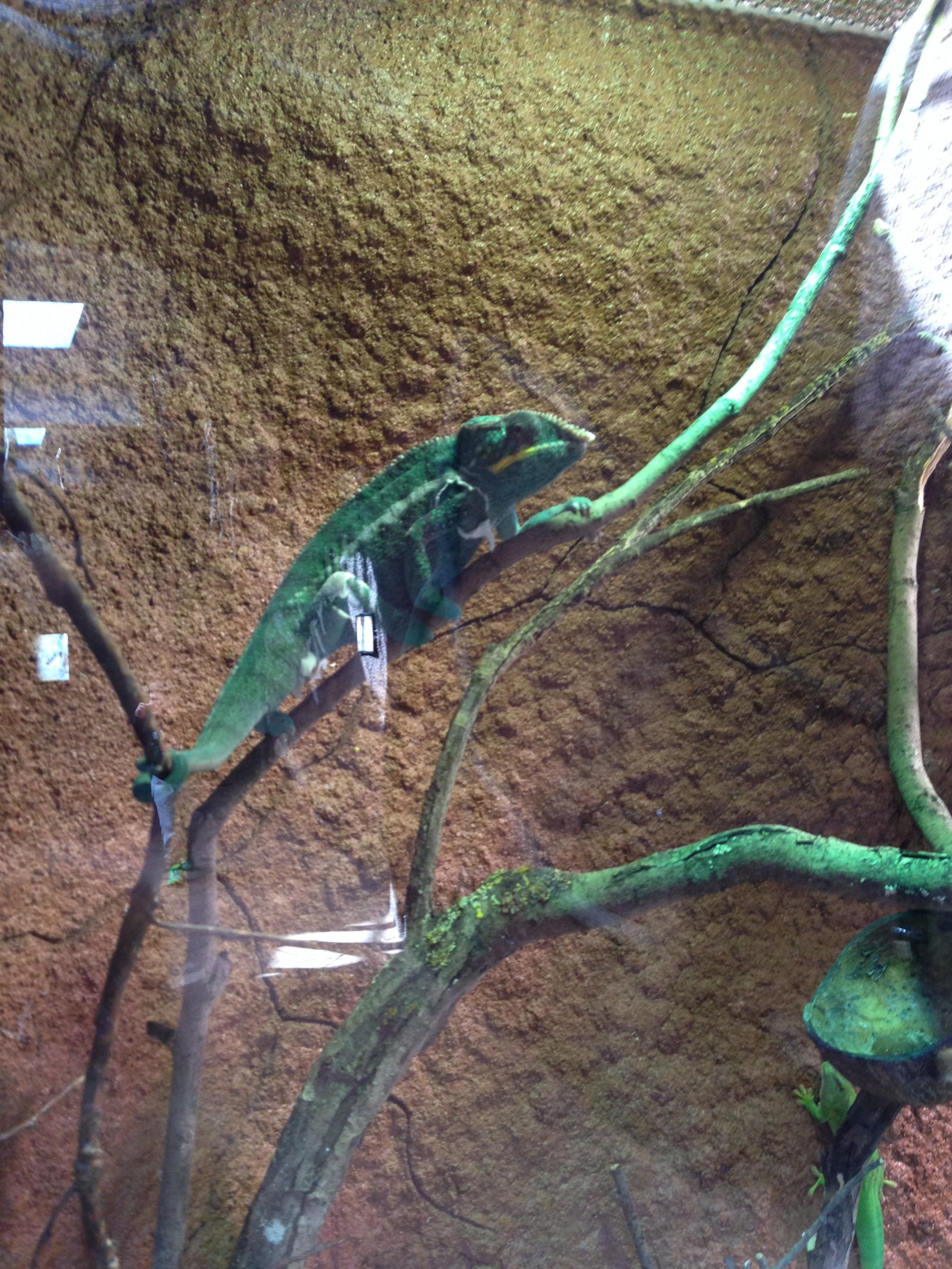 Panther chameleon 2016