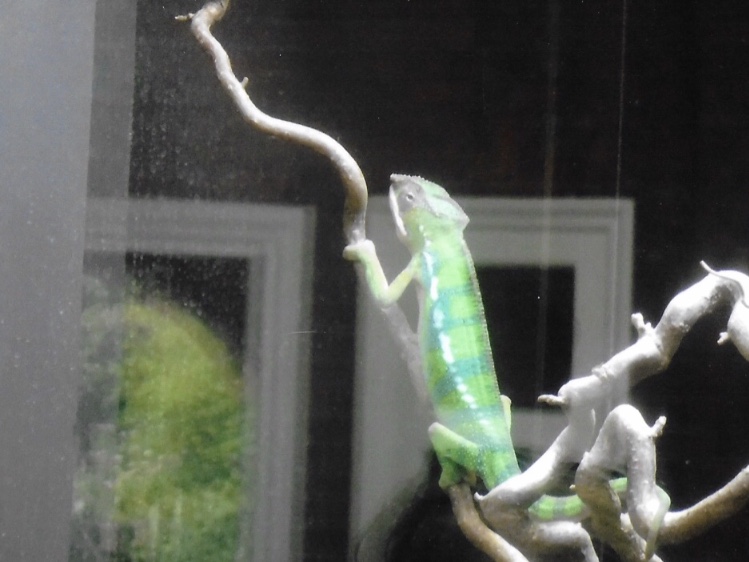 panther chameleon 2017