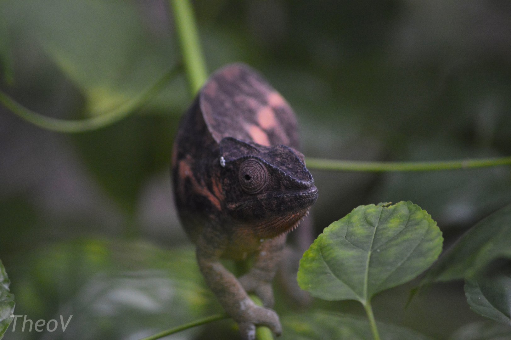 Panther chameleon [2018]