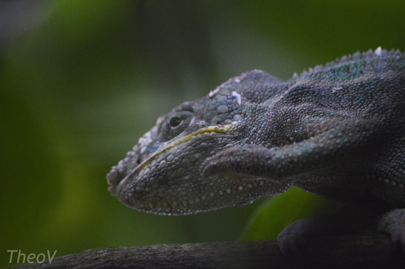 Panther chameleon [2018]