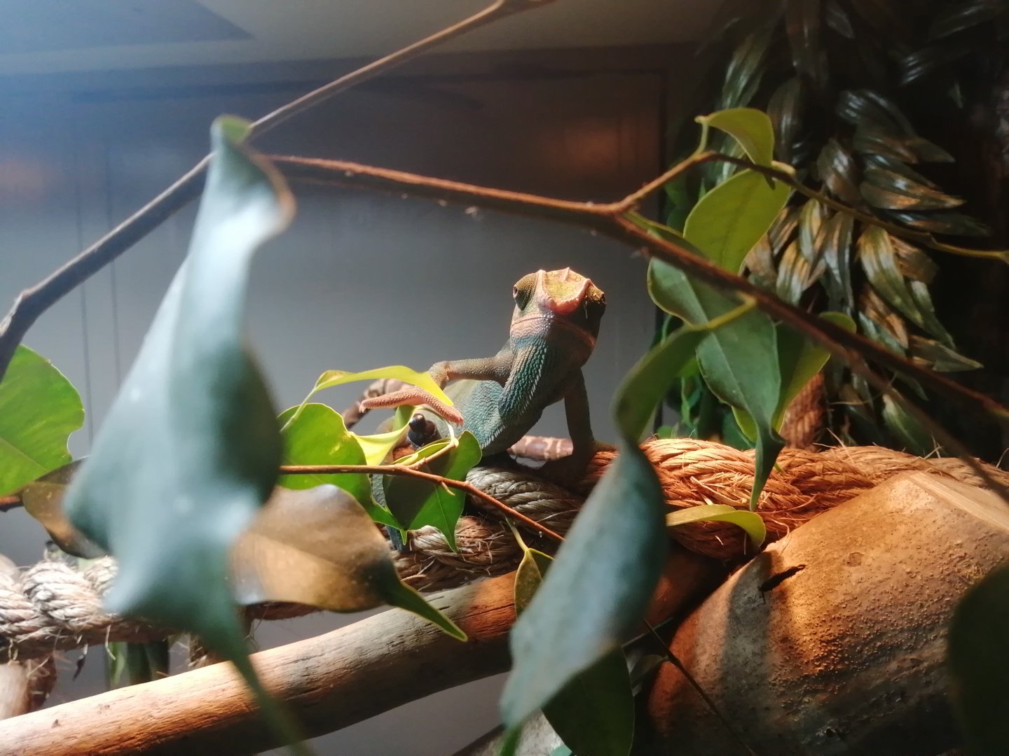 Panther Chameleon - 24/8