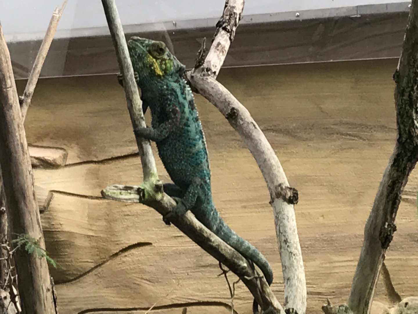 Panther chameleon 280118