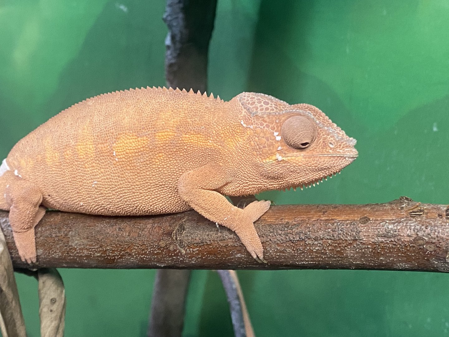 Panther chameleon 280425