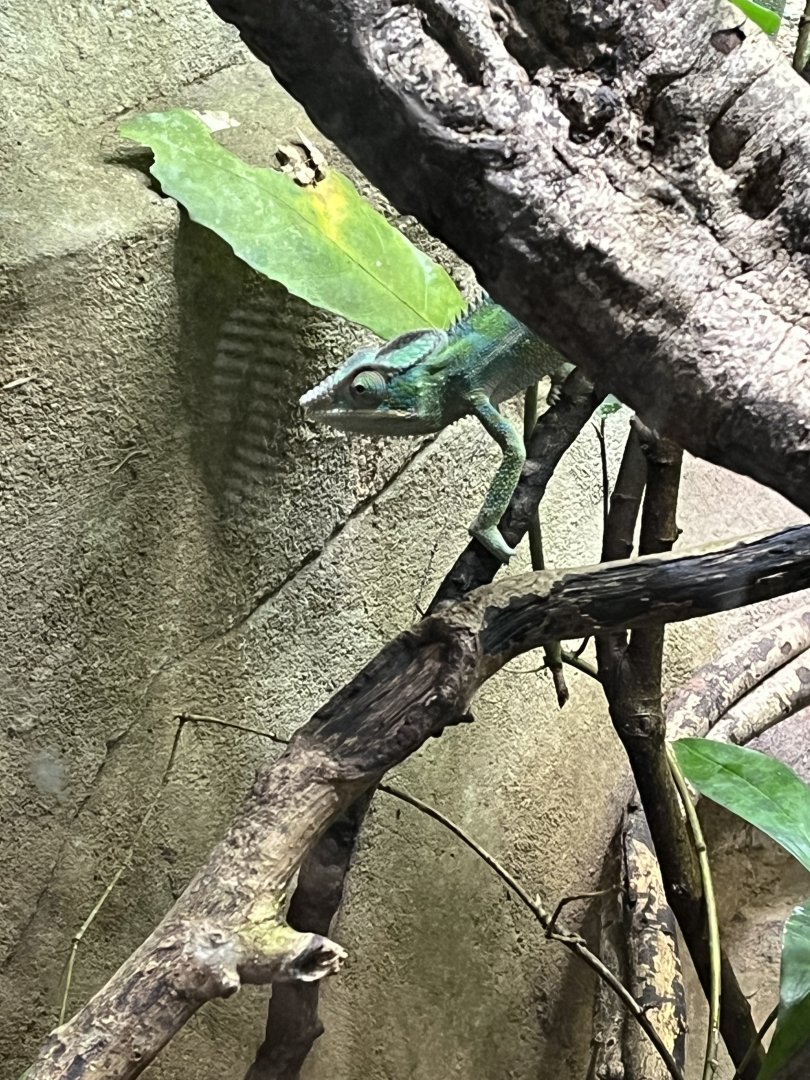 Panther chameleon  29.6.24