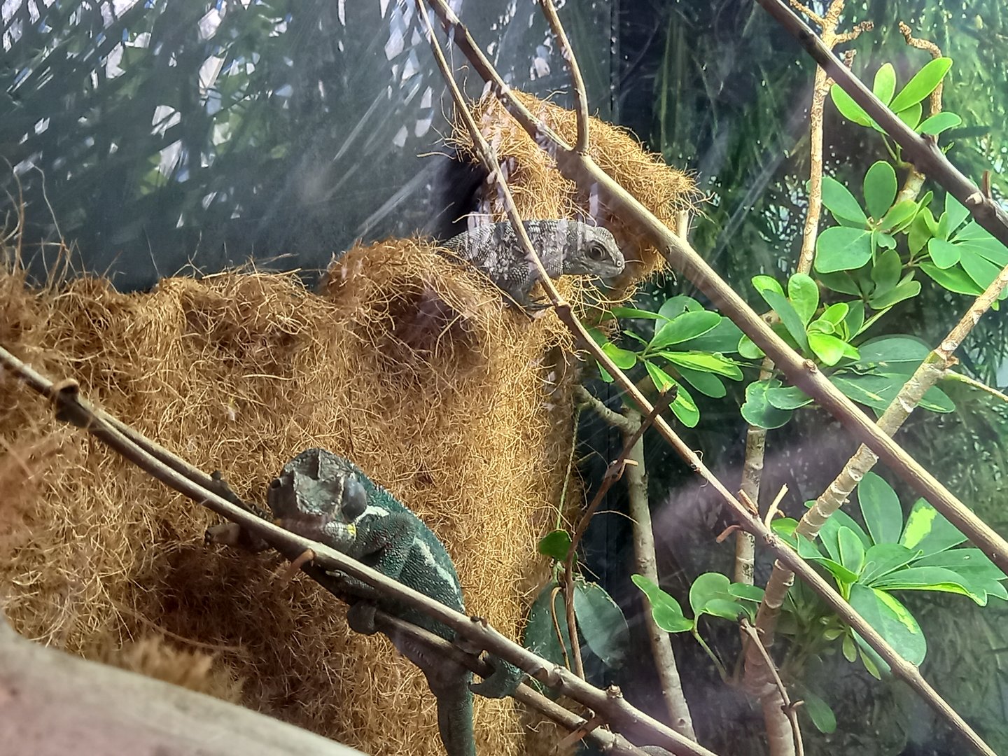 Panther Chameleon and Cuvier's Swift