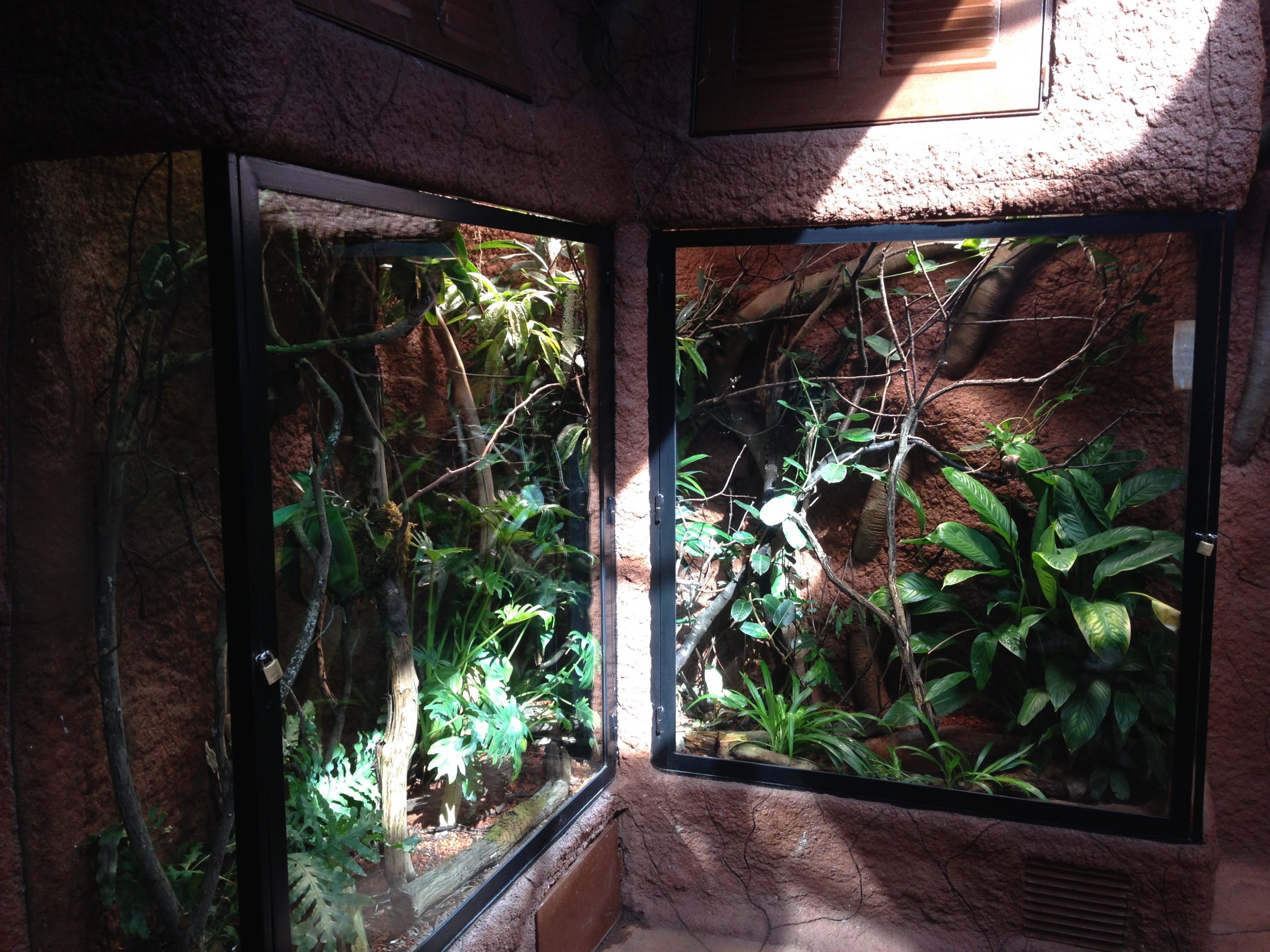 Panther chameleon and Giant day gecko 2016