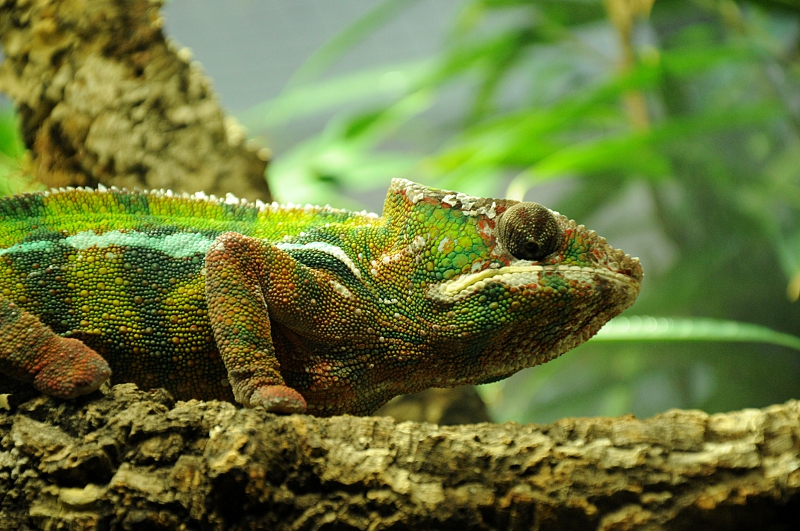Panther chameleon at Bochum