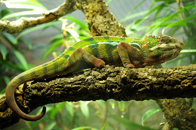 Panther chameleon at Bochum
