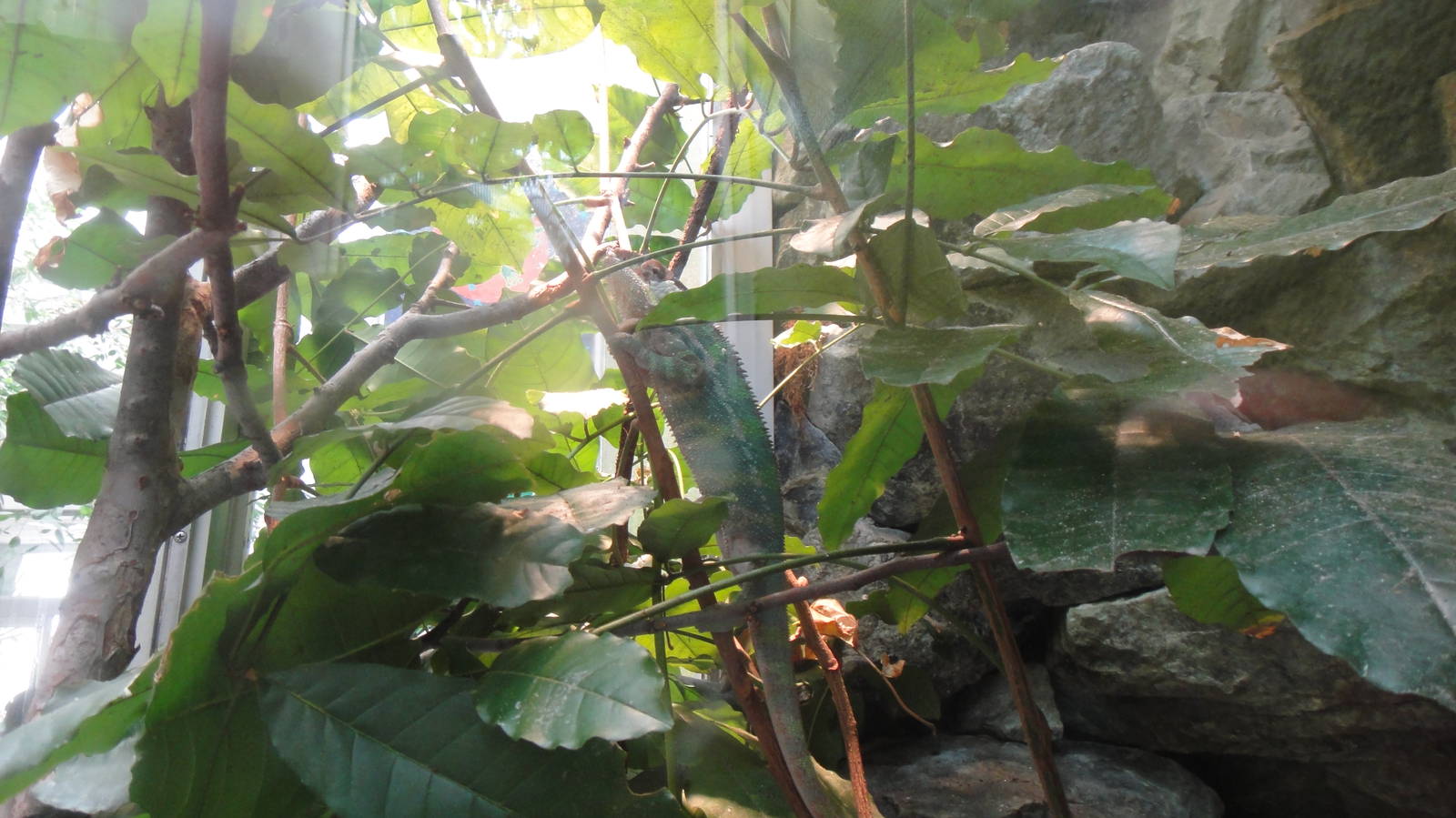Panther Chameleon at Dallas zoo 2015-03-12