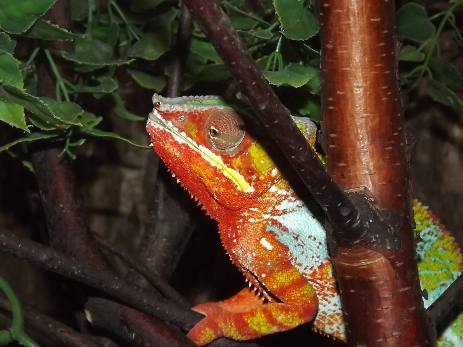 Panther Chameleon at Knowsley Safari Park 08/09/12