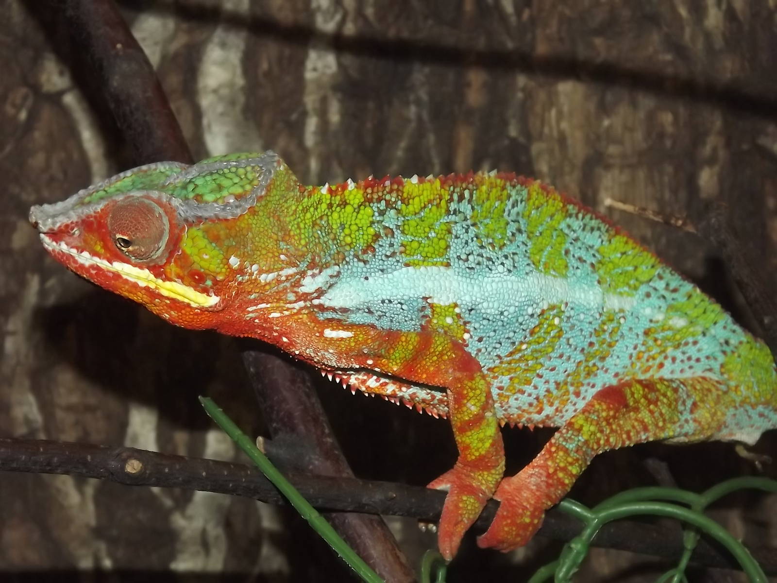 Panther Chameleon at Knowsley Safari Park 08/09/12