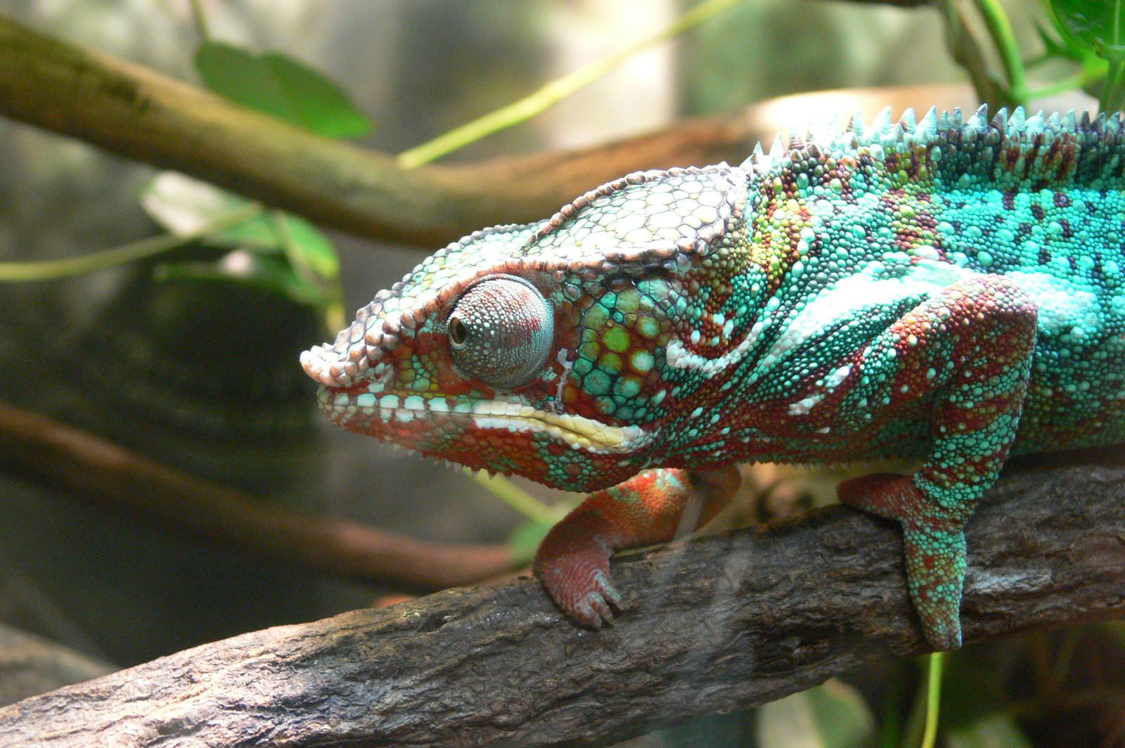 Panther Chameleon at Manchester Museum, 07/01/15
