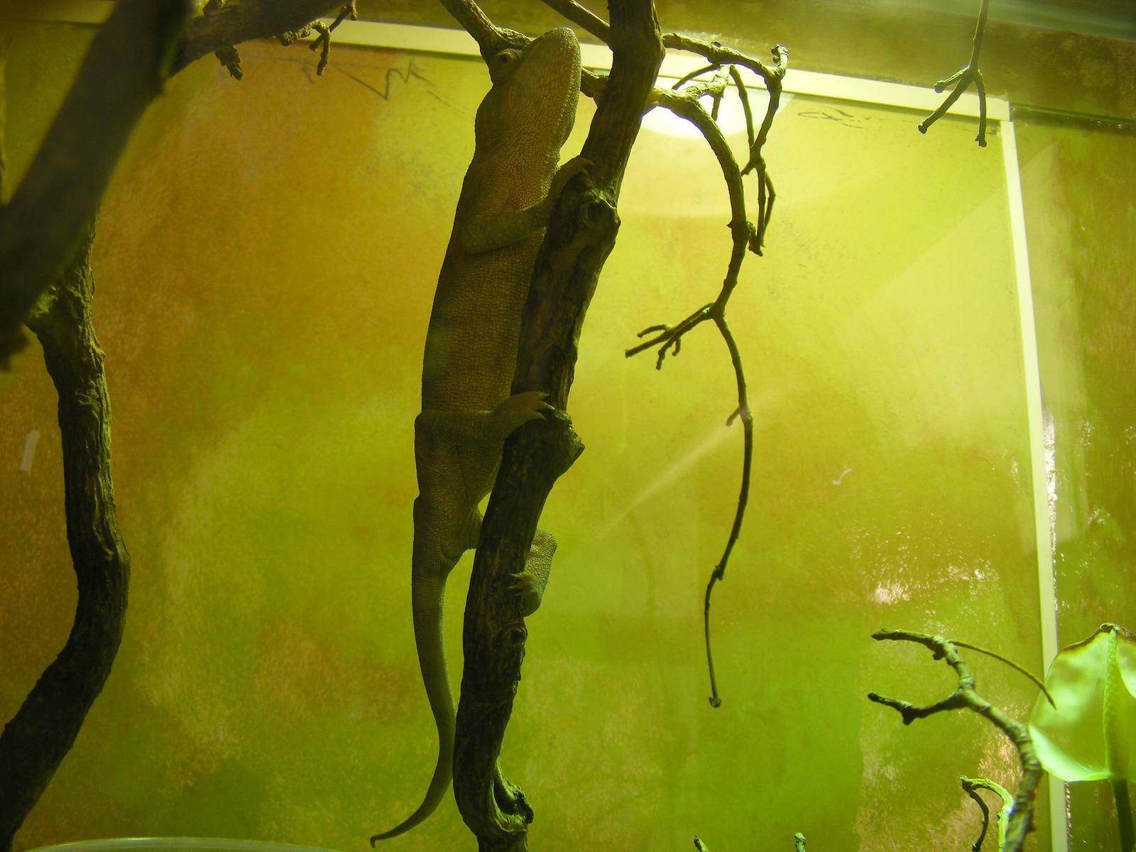 Panther chameleon at Marwell Wildlife, 11 July 2010