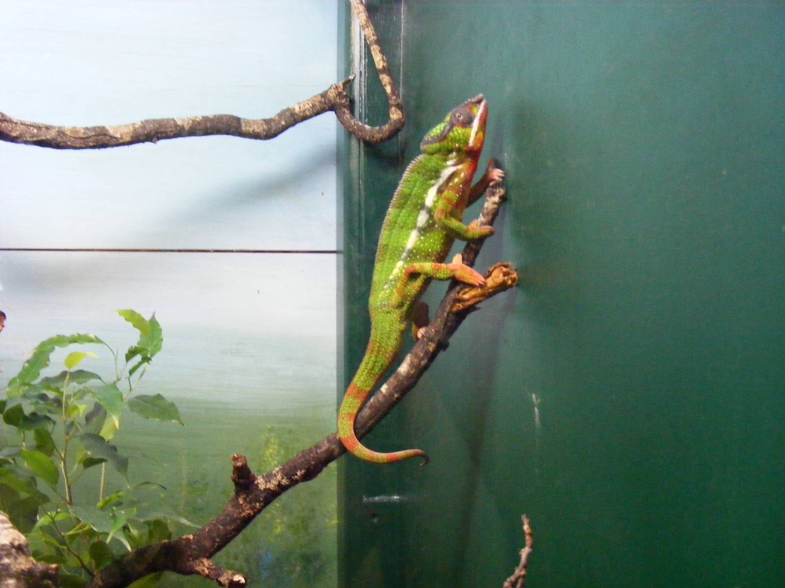 Panther chameleon at Marwell Wildlife, 25 July 2011