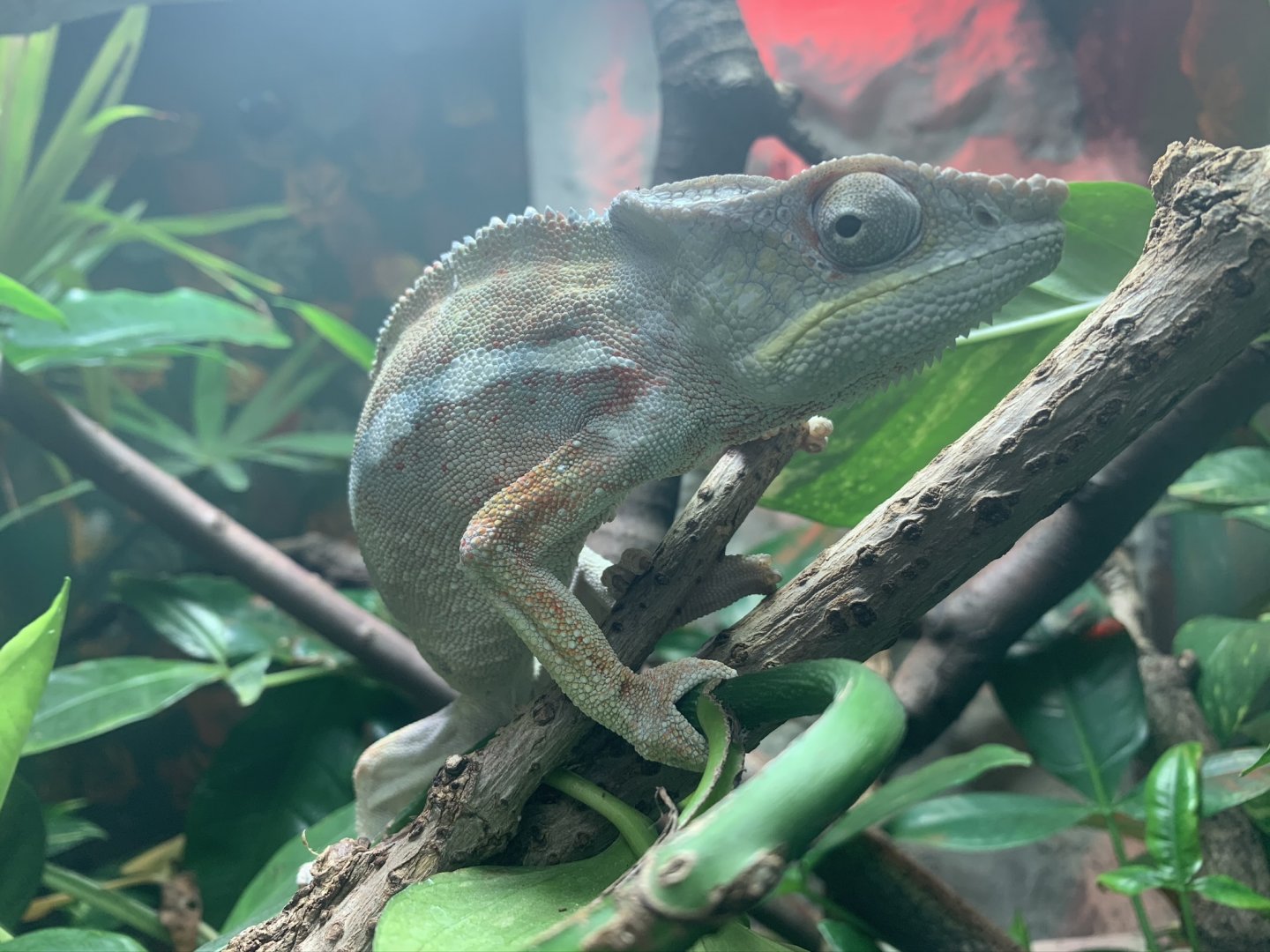 Panther Chameleon (?) at Northumberland College Zoo (2020)