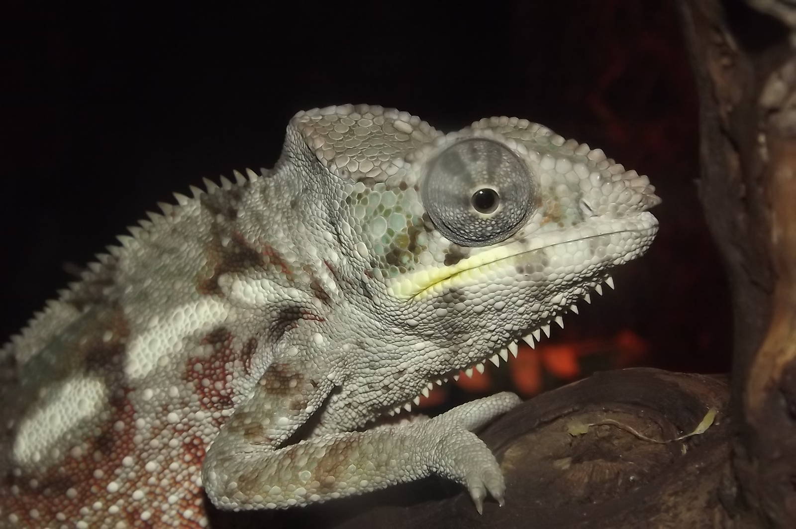 Panther Chameleon at SEA LIFE Blackpool 30/06/12