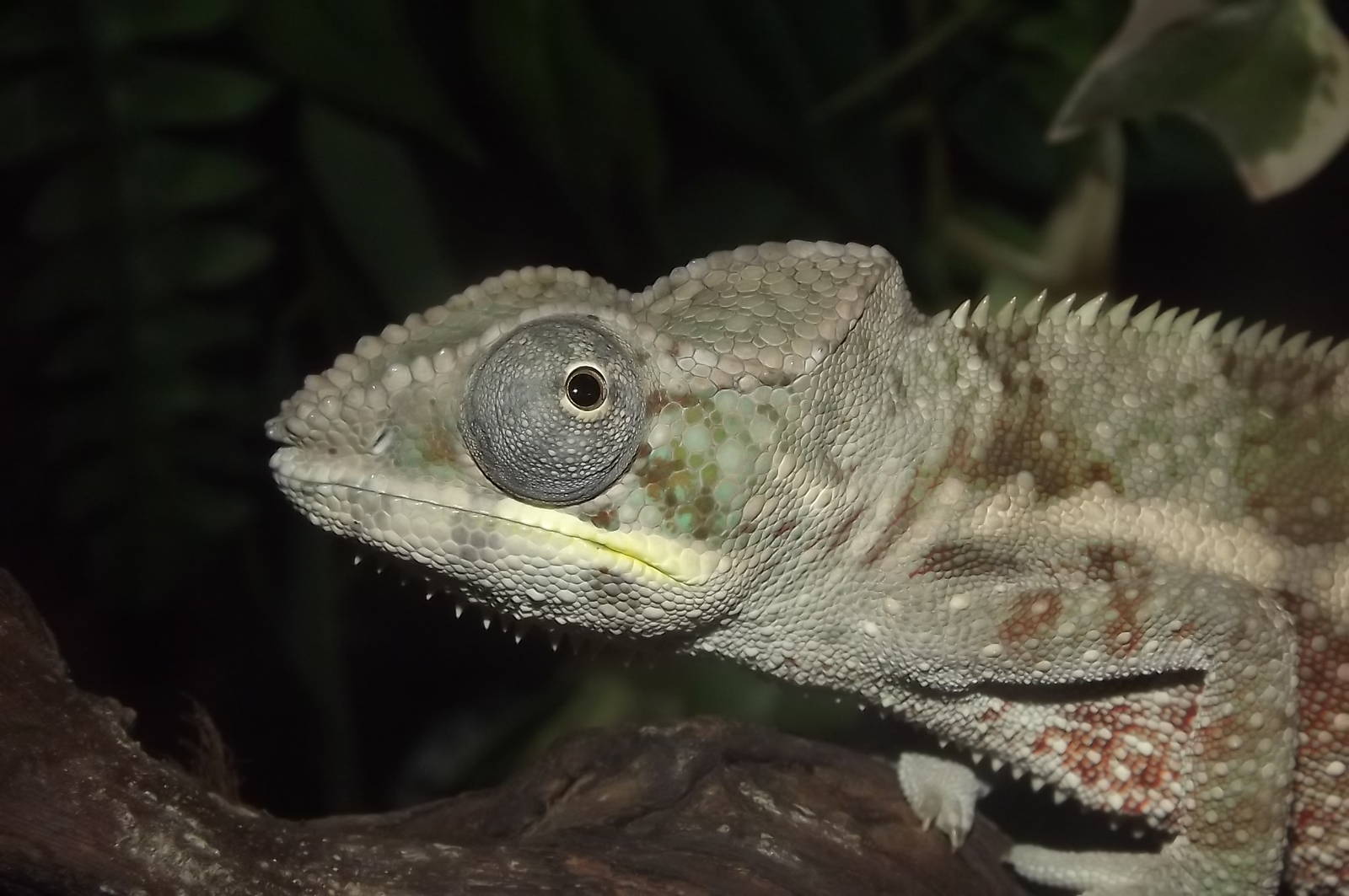 Panther Chameleon at SEA LIFE Blackpool 30/06/12