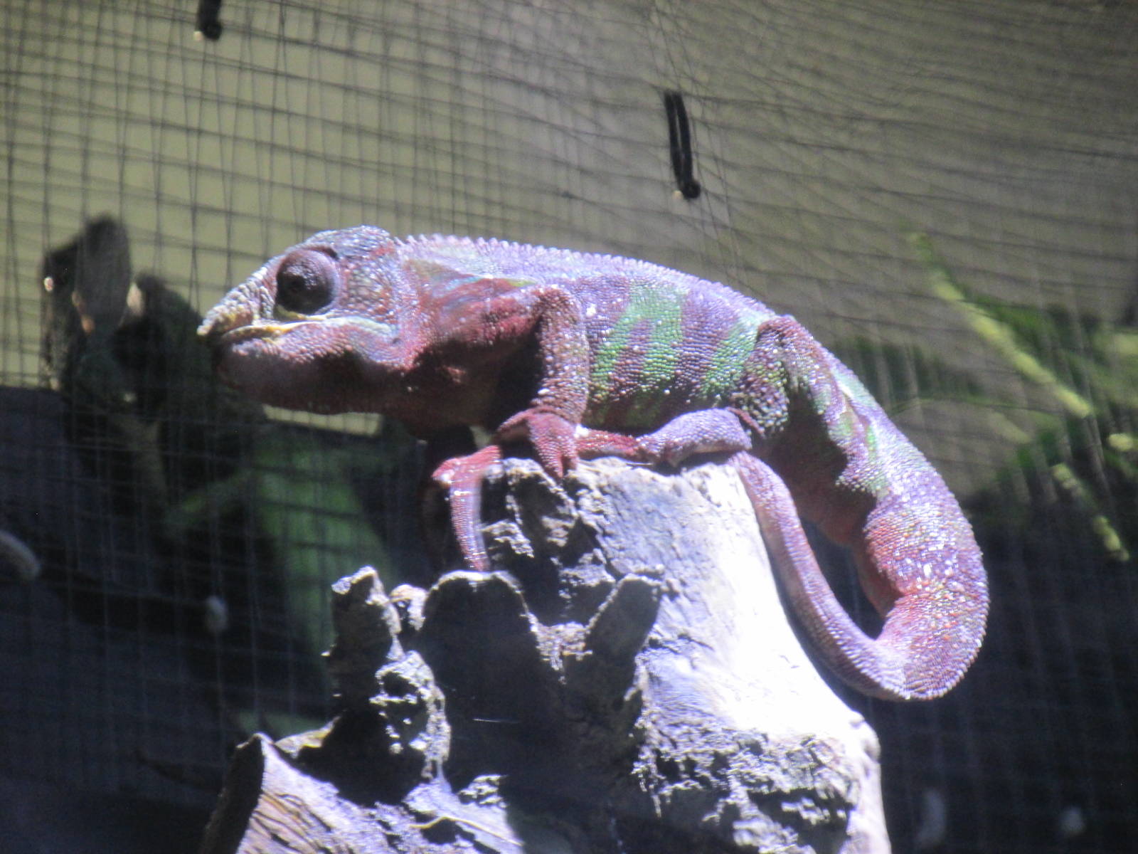 panther chameleon barcelona aquarium
