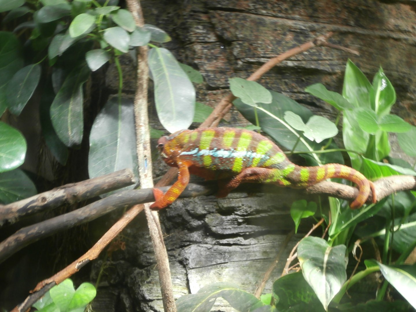 Panther chameleon -Bioparc Valencia (Summer 2017)