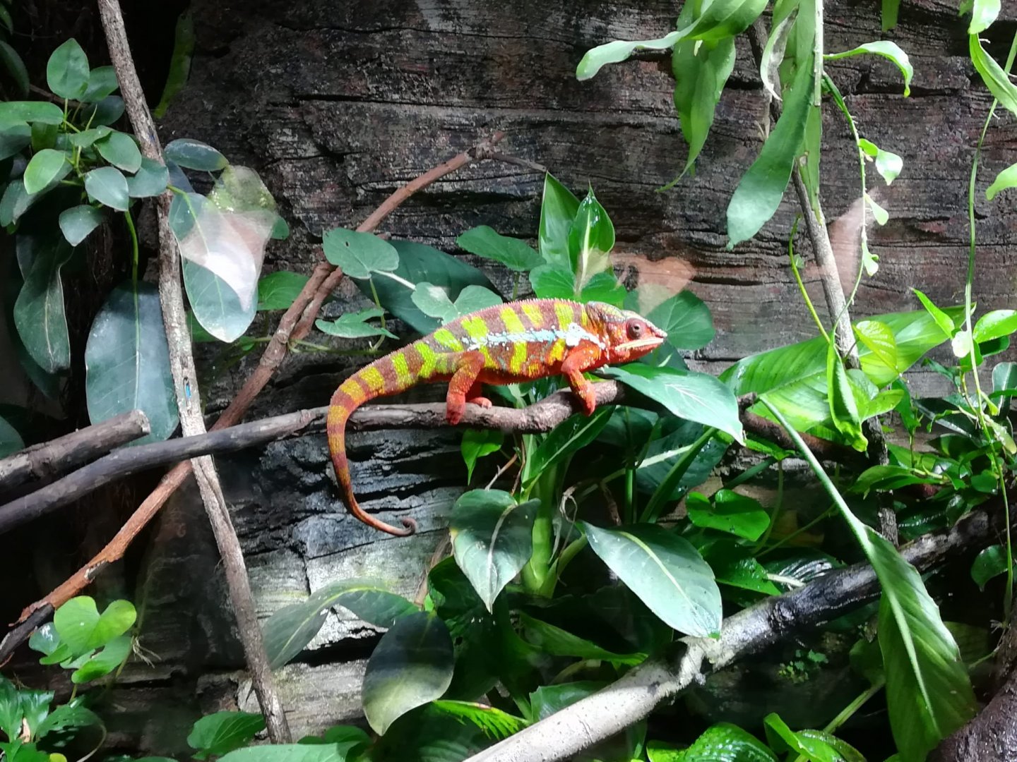 Panther chameleon -Bioparc Valencia (Summer 2017)