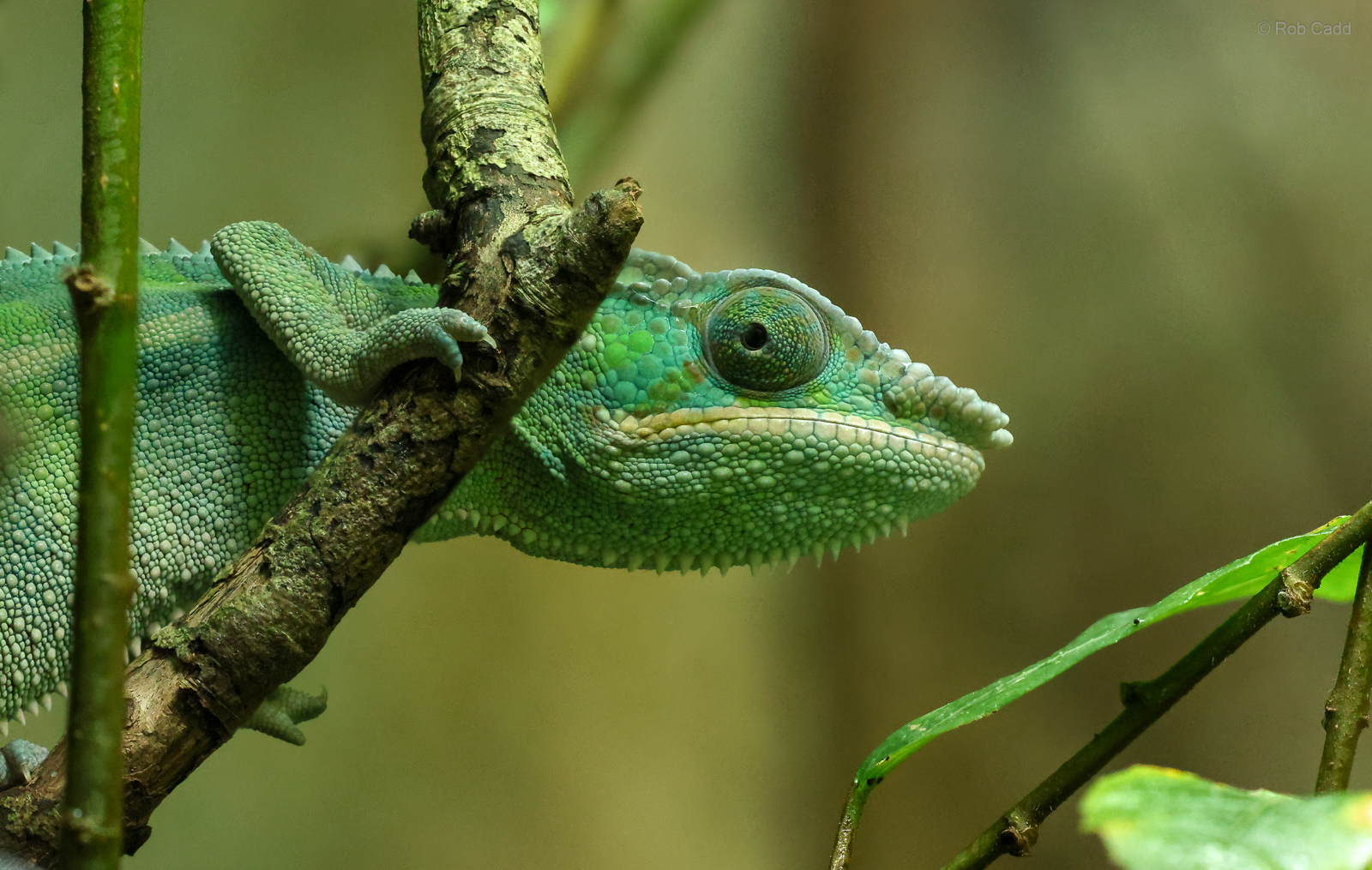 Panther chameleon : Chester Zoo : 24 Jun 2024
