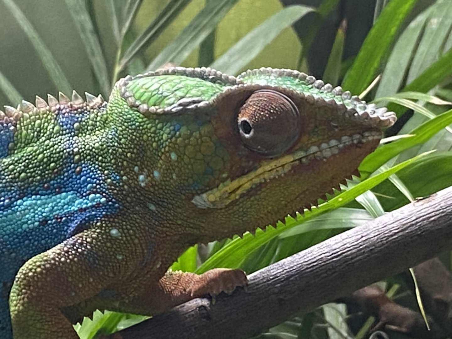 Panther chameleon close up
