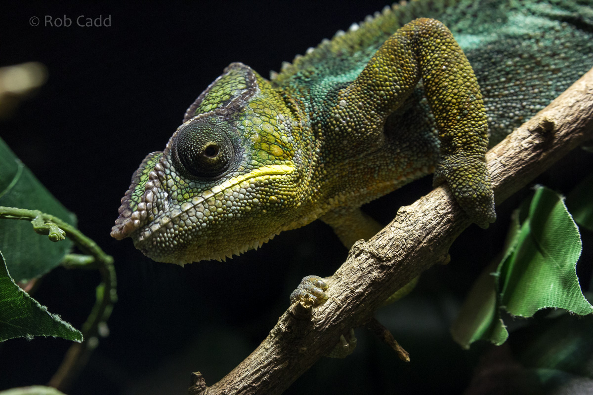Panther chameleon : Cotswold WP : 20 Oct 2015