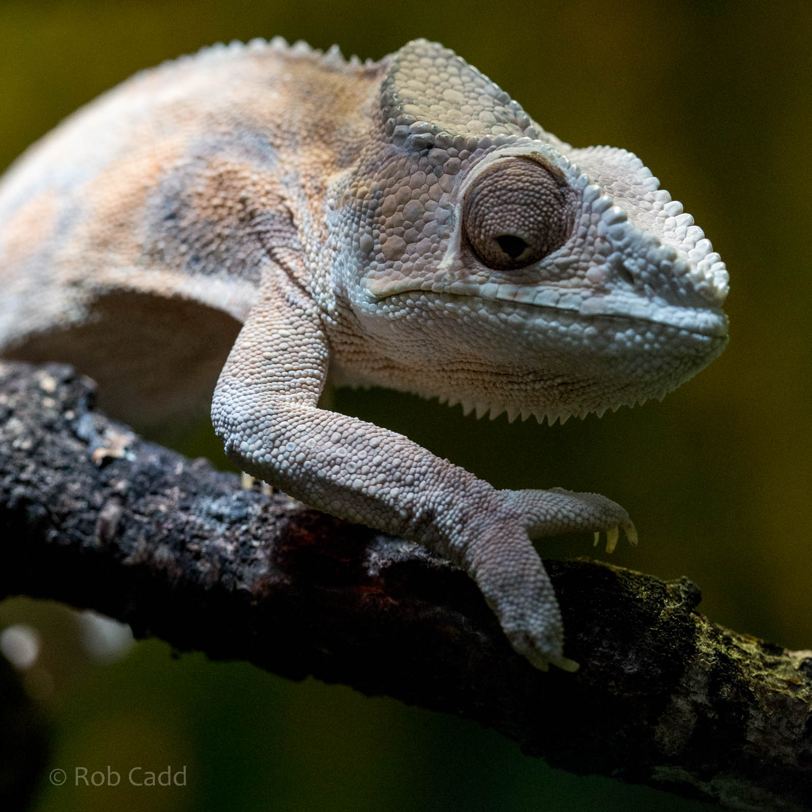 Panther chameleon : Cotswold WP : 27 Jun 2014