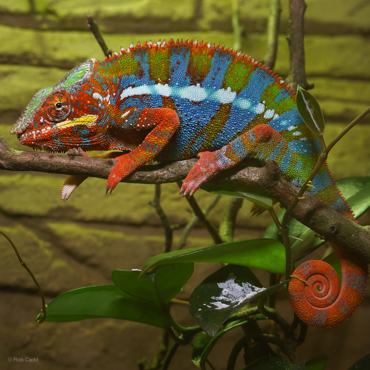 Panther chameleon : Cotswold WP : 28 Mar 2025