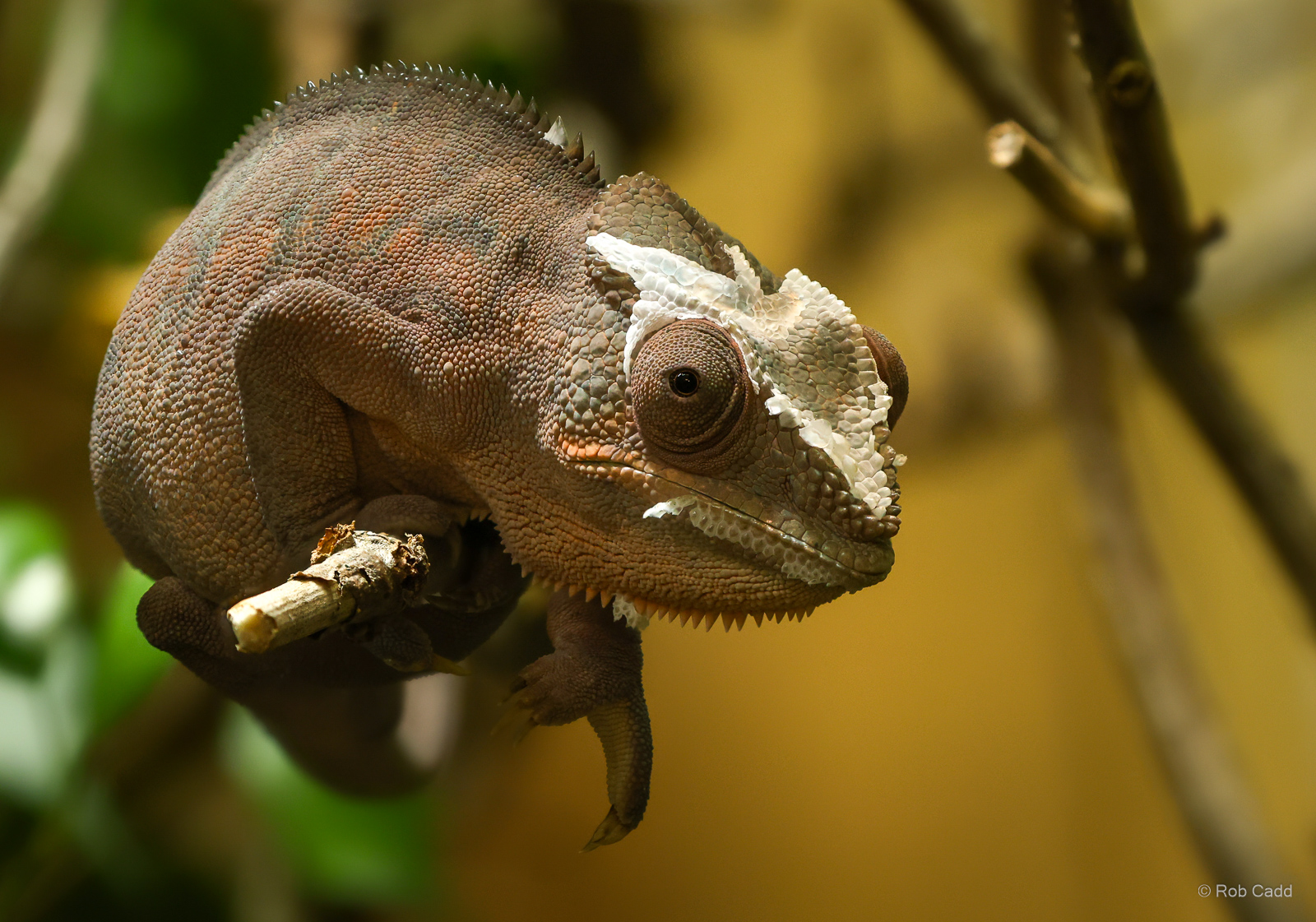Panther chameleon : Crocodiles of the World : 07 Jun 2024