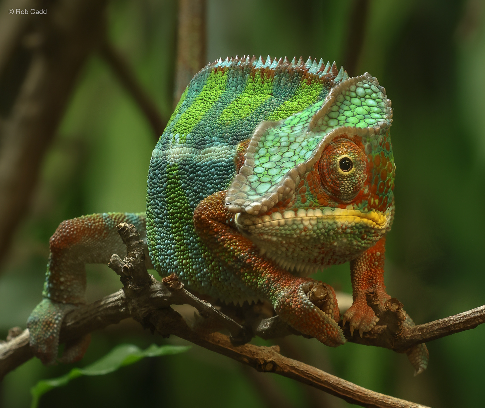 Panther chameleon : Crocodiles of the World : 28 Jul 2024