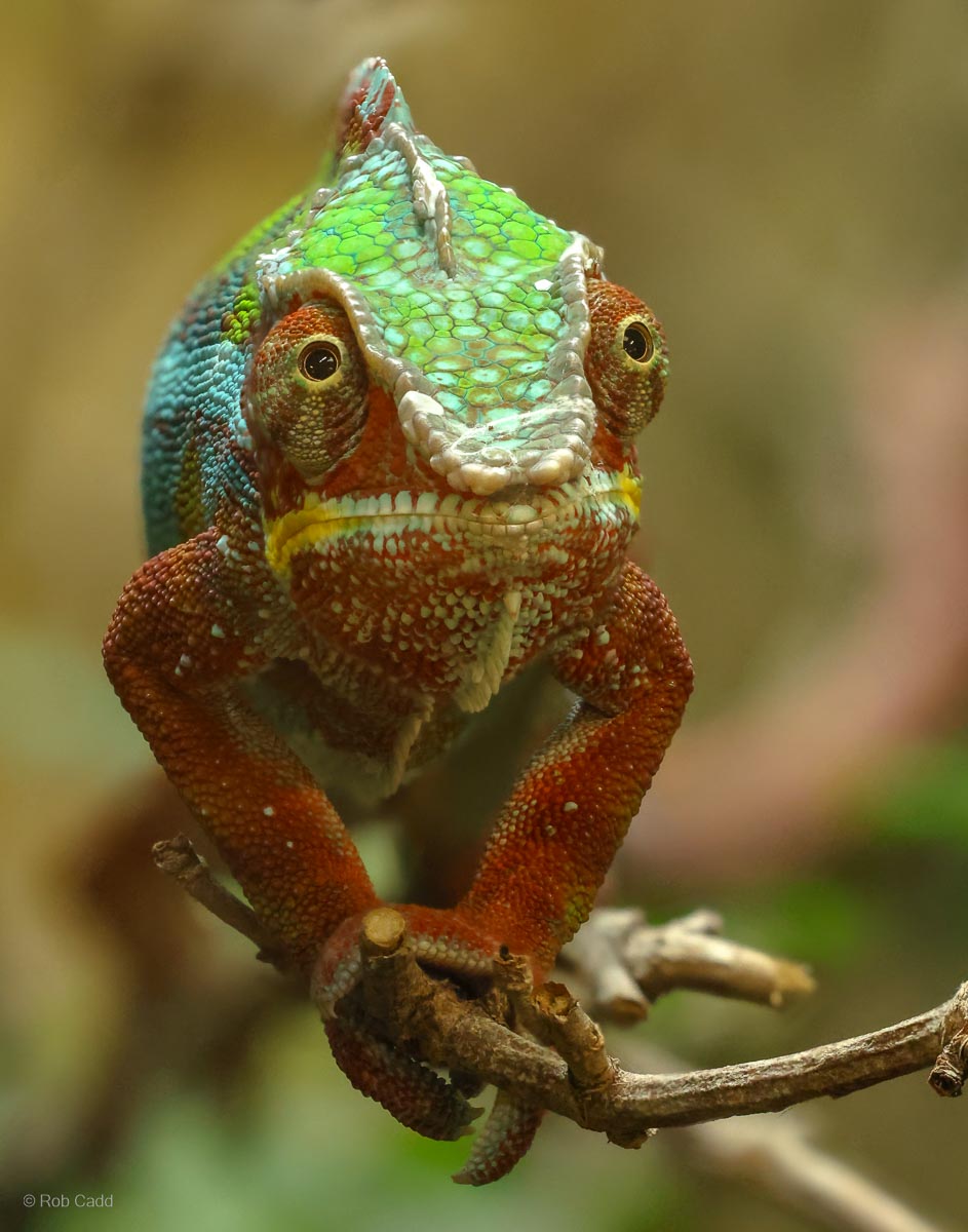 Panther chameleon : Crocodiles of the World : 30 Aug 2024