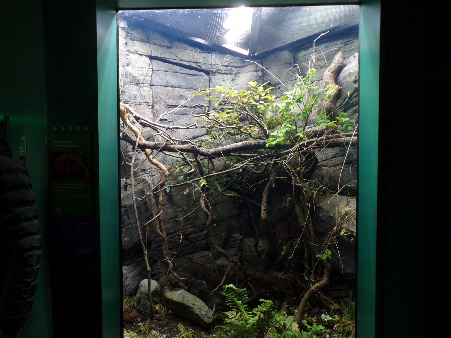 Panther chameleon enclosure 11.2.25